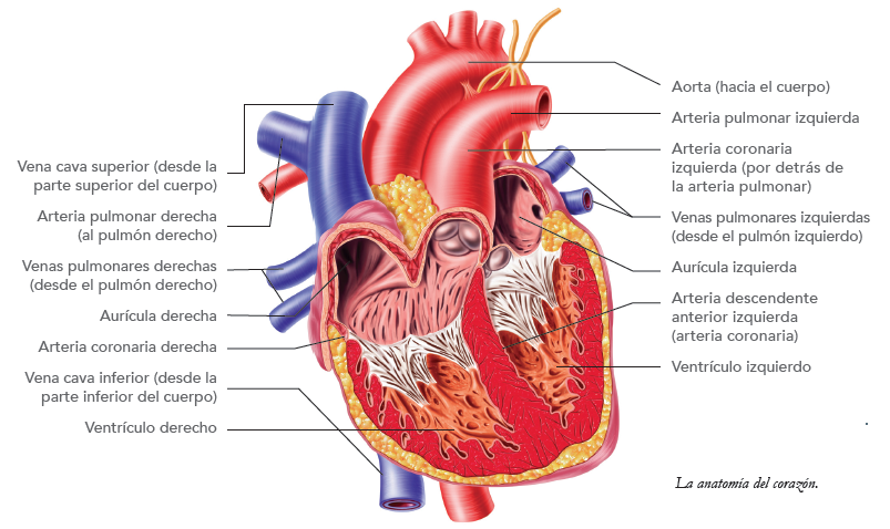 Heart Diagram