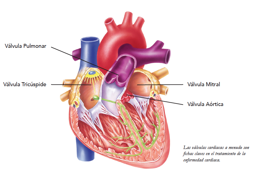 Heart Valve Diagram