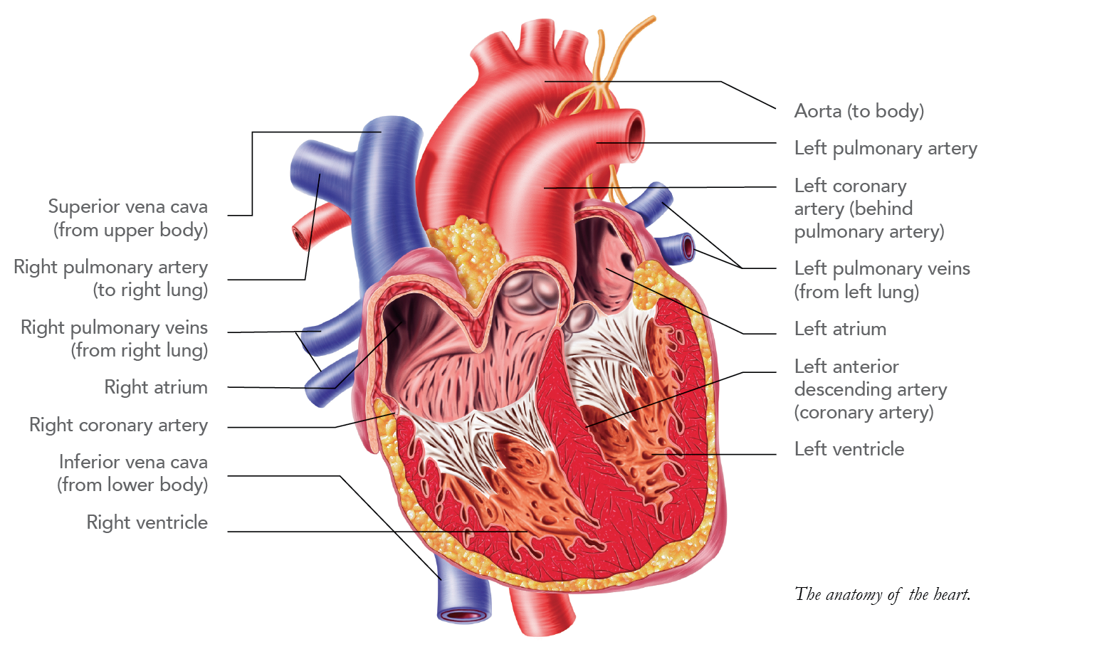 Heart Diagram