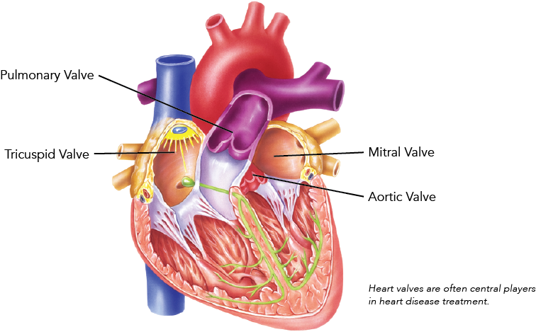 Heart Valve Diagram